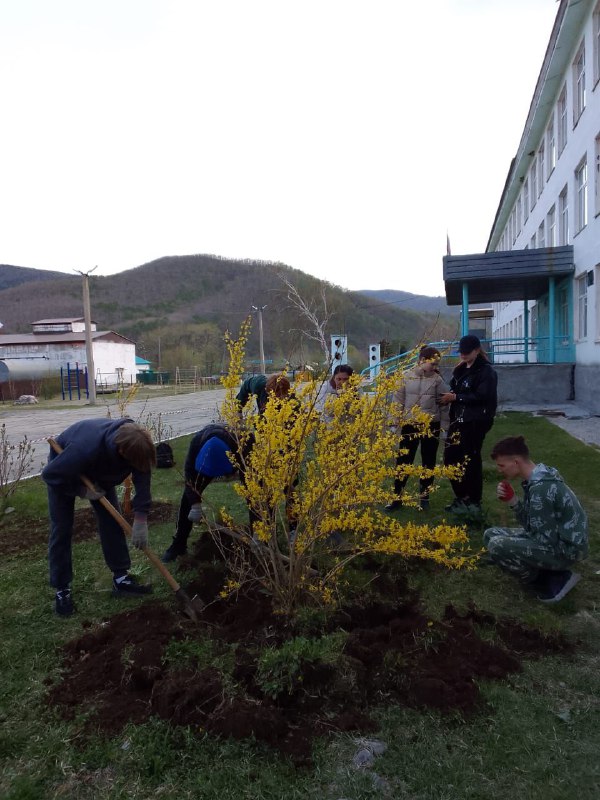 Пришкольное озеленение.