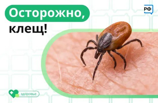 Сезон пикников, поездок на природу или на дачу уже совсем скоро. Но важно помнить, что с приходом тепла проснутся клещи..