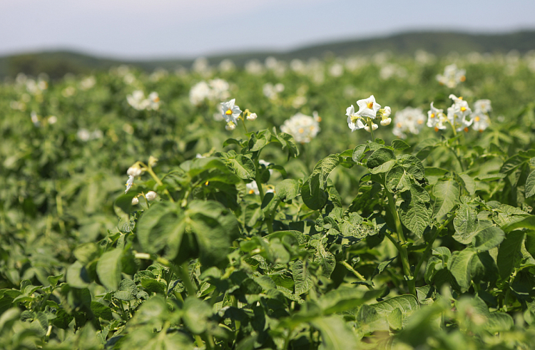 Производство органических продуктов увеличивают в Приморье.