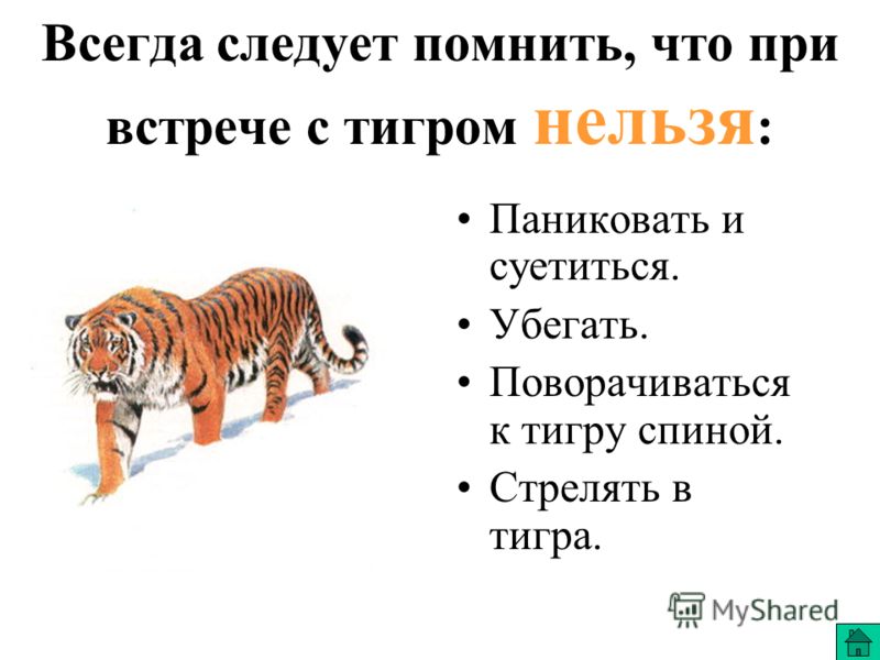 Владивостокская межрайонная природоохранная прокуратура напоминает правила поведения при встрече с тигром..