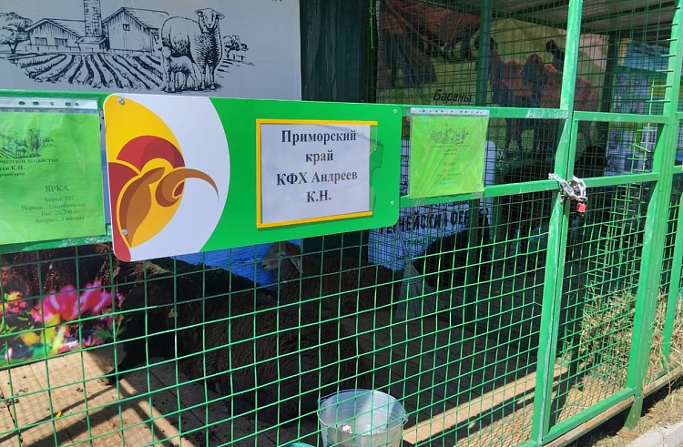 Племенных овец из Приморья представили на выставке в Чите. Племенных овец из Приморья представили на выставке в Чите.